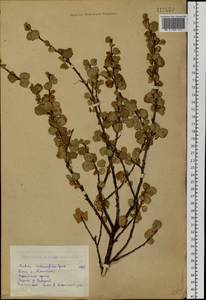Betula glandulosa Michx., Siberia, Western (Kazakhstan) Altai Mountains (S2a) (Kazakhstan)