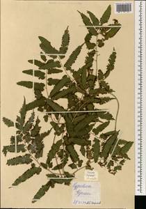 Lygodium, South Asia, South Asia (Asia outside ex-Soviet states and Mongolia) (ASIA) (Malaysia)