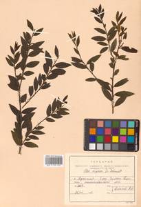 Ilex rugosa F.Schmidt, Siberia, Russian Far East (S6) (Russia)