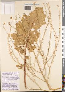 Crambe koktebelica × maritima, Caucasus, Black Sea Shore (from Novorossiysk to Adler) (K3) (Russia)