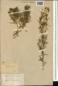 Peganum harmala L., Caucasus, Georgia (K4) (Georgia)