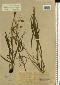 Takhtajaniantha austriaca (Willd.) Zaika, Sukhor. & N. Kilian, Eastern Europe, Eastern region (E10) (Russia)