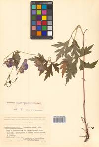 Aconitum consanguineum Vorosch., Siberia, Russian Far East (S6) (Russia)