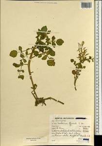 Nasturtium officinale W.T. Aiton, South Asia, South Asia (Asia outside ex-Soviet states and Mongolia) (ASIA) (Iran)