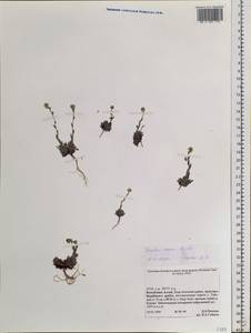 Draba cana Rydb., Siberia, Altai & Sayany Mountains (S2) (Russia)