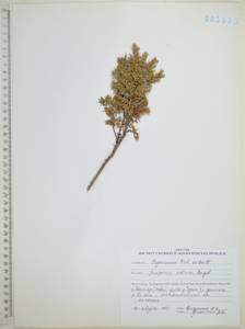 Juniperus communis var. saxatilis Pall., Siberia, Russian Far East (S6) (Russia)