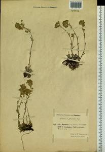 Artemisia glomerata Ledeb., Siberia, Chukotka & Kamchatka (S7) (Russia)