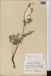 Aulacospermum tianschanicum (Korovin) C. Norman, Middle Asia, Western Tian Shan & Karatau (M3) (Uzbekistan)
