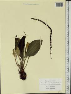 Plantago cornuti Gouan, Eastern Europe, Middle Volga region (E8) (Russia)