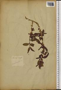 Lonicera hispida Pall. ex Roem. & Schult., Siberia, Altai & Sayany Mountains (S2) (Russia)