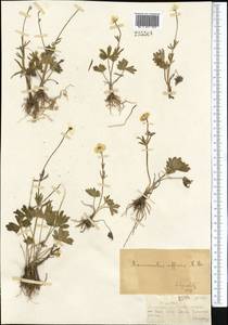 Ranunculus arcticus Richardson, Middle Asia, Dzungarian Alatau & Tarbagatai (M5) (Kazakhstan)