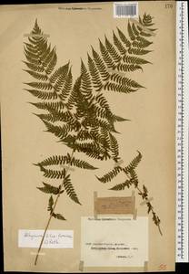 Athyrium filix-femina (L.) Roth, Caucasus, Georgia (K4) (Georgia)