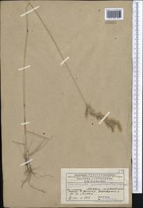 Calamagrostis pseudophragmites (Haller f.) Koeler, Middle Asia, Pamir & Pamiro-Alai (M2) (Uzbekistan)