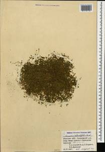 Arenaria rotundifolia M. Bieb., Caucasus, Abkhazia (K4a) (Abkhazia)