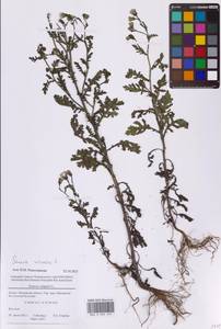 Senecio viscosus L., Eastern Europe, Moscow region (E4a) (Russia)