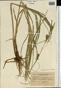 Carex hirta L., Eastern Europe, West Ukrainian region (E13) (Ukraine)