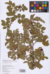 Rosa balsamica Besser, Eastern Europe, Rostov Oblast (E12a) (Russia)