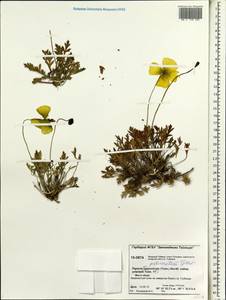 Oreomecon pulvinata (Tolm.) Krivenko, Siberia, Central Siberia (S3) (Russia)