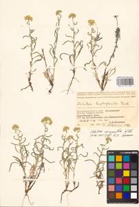 Achillea micrantha Willd., Eastern Europe, Lower Volga region (E9) (Russia)