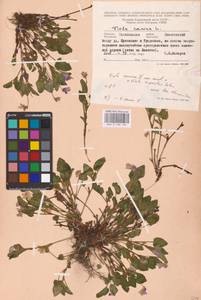 Viola ×braunii Borbás, Eastern Europe, North-Western region (E2) (Russia)