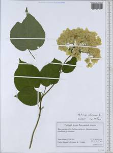 Hydrangea arborescens L., Eastern Europe, Central forest region (E5) (Russia)