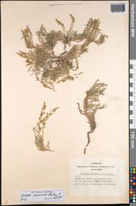 Kalidium juniperinum Sukhor. & Lomon., Siberia, Altai & Sayany Mountains (S2) (Russia)