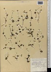 Androsace villosa L., Caucasus, North Ossetia, Ingushetia & Chechnya (K1c) (Russia)