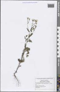 Senecio viscosus L., Eastern Europe, Middle Volga region (E8) (Russia)