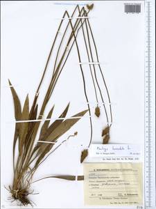 Plantago lanceolata L., Eastern Europe, South Ukrainian region (E12) (Ukraine)