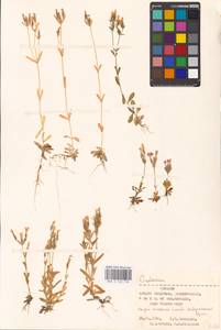 Centaurium littorale (Turner) Gilmour, Eastern Europe, Estonia (E2c) (Estonia)