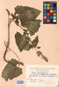 MHA 0 156 462, Salvia verticillata L., Eastern Europe, Middle Volga region (E8) (Russia)