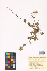 Potentilla stolonifera Lehm. ex Ledeb., Siberia, Chukotka & Kamchatka (S7) (Russia)