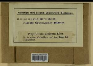 Polytrichastrum alpinum (Hedw.) G.L. Sm., Bryophytes, Bryophytes - Western Europe (BEu) (Austria)