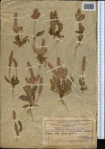Psylliostachys spicata (Willd.) Nevski, Middle Asia, Syr-Darian deserts & Kyzylkum (M7) (Kazakhstan)