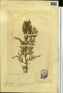 Platycladus orientalis (L.) Franco, Eastern Europe, Estonia (E2c) (Estonia)