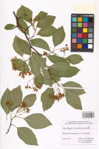 Crataegus rivularis Nutt. ex Torr. & A. Gray, Eastern Europe, Moscow region (E4a) (Russia)