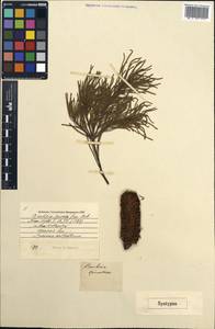 Banksia spinulosa Sm., Australia & Oceania (AUSTR) (Australia)