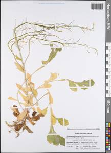 Arabis caucasica Willd., Eastern Europe, Northern region (E1) (Russia)