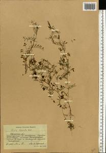 Vicia hirsuta (L.) Gray, Eastern Europe, South Ukrainian region (E12) (Ukraine)
