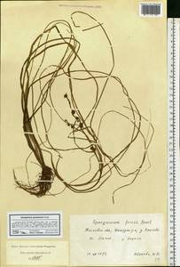 Sparganium gramineum Georgi, Eastern Europe, Moscow region (E4a) (Russia)