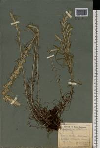Omalotheca sylvatica (L.) Sch. Bip. & F. W. Schultz, Eastern Europe, North Ukrainian region (E11) (Ukraine)