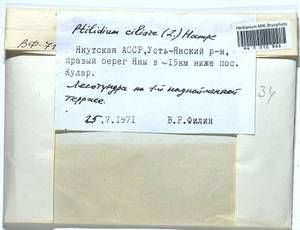 Ptilidium ciliare (L.) Hampe, Bryophytes, Bryophytes - Yakutia (B19) (Russia)