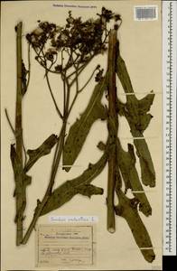 Sonchus palustris L., Caucasus, Dagestan (K2) (Russia)