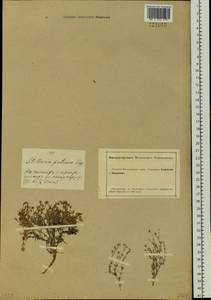 Adenonema petraeum (Bunge) Bunge, Siberia, Altai & Sayany Mountains (S2) (Russia)