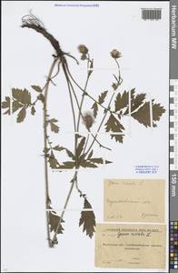 Geum rivale L., Eastern Europe, Moscow region (E4a) (Russia)