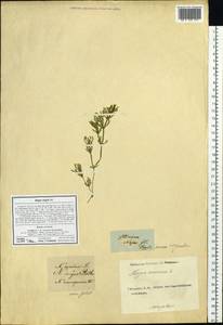 Najas major All., Siberia (no precise locality) (S0) (Russia)