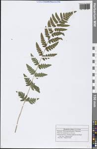 Dryopteris cristata (L.) A. Gray, Eastern Europe, Middle Volga region (E8) (Russia)