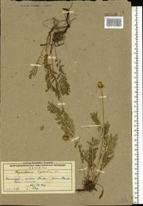 Tanacetum bipinnatum (L.) Sch. Bip., Eastern Europe, Northern region (E1) (Russia)