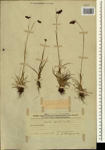 Luzula spicata (L.) DC., Caucasus, Azerbaijan (K6) (Azerbaijan)