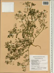 Fumaria parviflora Lam., South Asia, South Asia (Asia outside ex-Soviet states and Mongolia) (ASIA) (Cyprus)